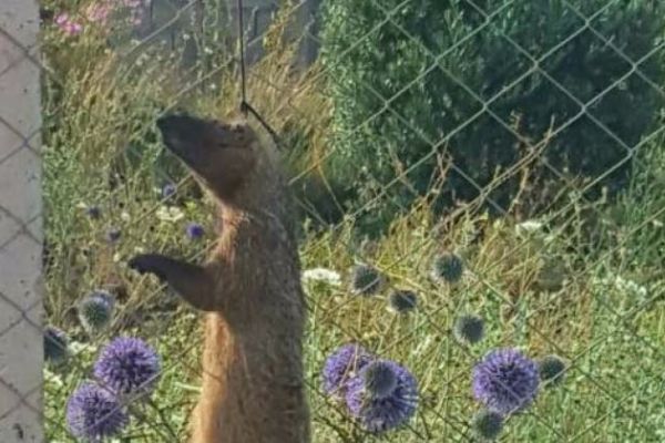 Osmaniye'de firavun faresi, telef edilip asıldı