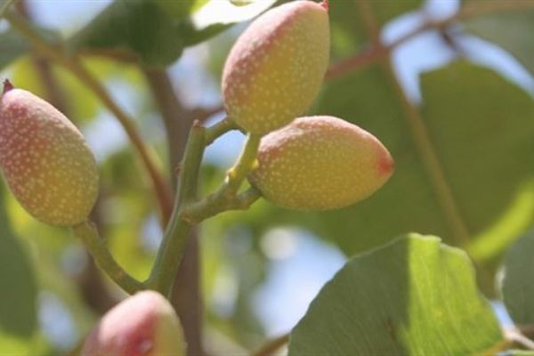 Siirt'ten rekolte bekleniyor