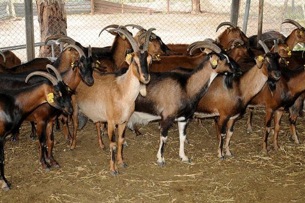 IPARD sayesinde Van'a 97 milyon liralık yatırım