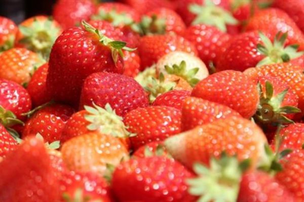 Çilekte ilk hedef Rusya