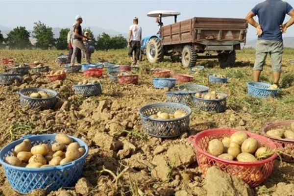 Patates 20 kuruşa düştü