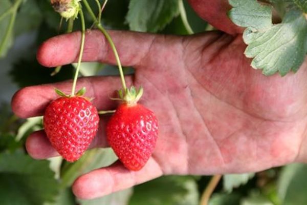 Çilek üreticilerine çifte bayram sevinci