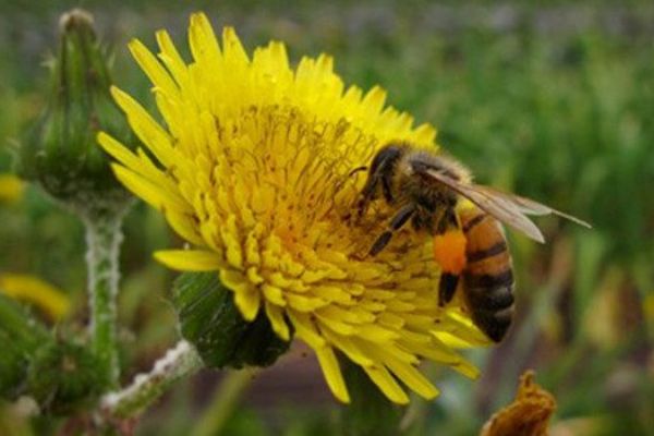 Prof. Dr. Yücel: Arının ölüsü de şifa kaynağı