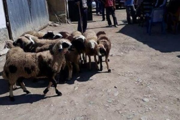 Ankara'da ağılın kapısı açıldı, kurtlar 23 koyunu telef etti