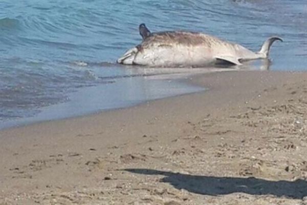 Karasu'da karaya ölü yunus balığı vurdu