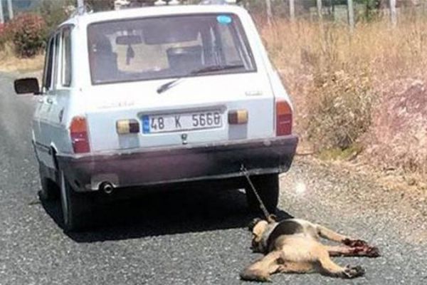 Muğla'da köpeği arabanın arkasında sürükleyen adama 300 TL ceza
