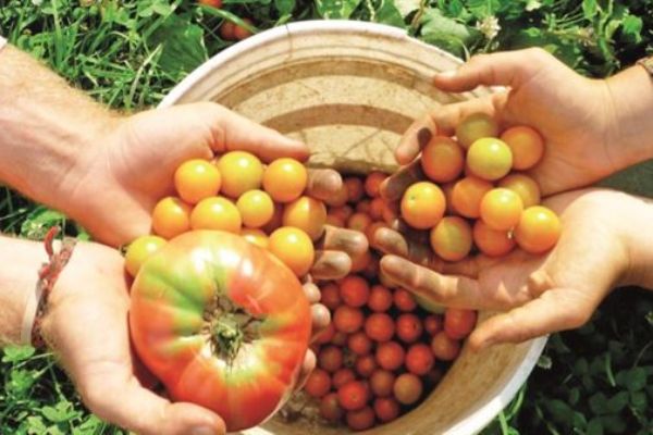 Organikte ilk 10'dayız