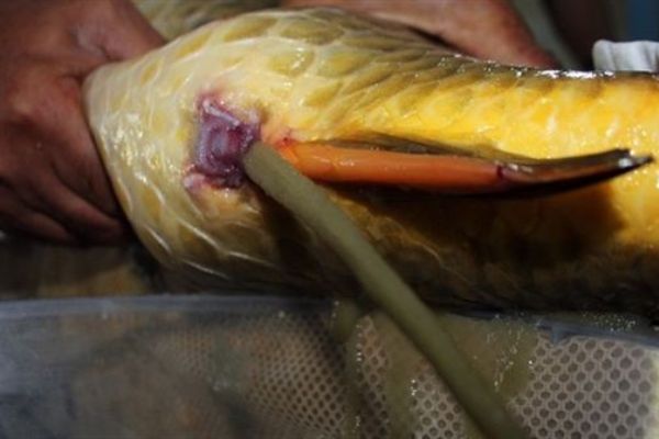 Balık sağımı başladı hedef açıklandı