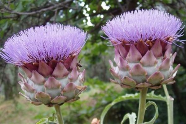 Bu bitkiler karaciğere çok faydalı