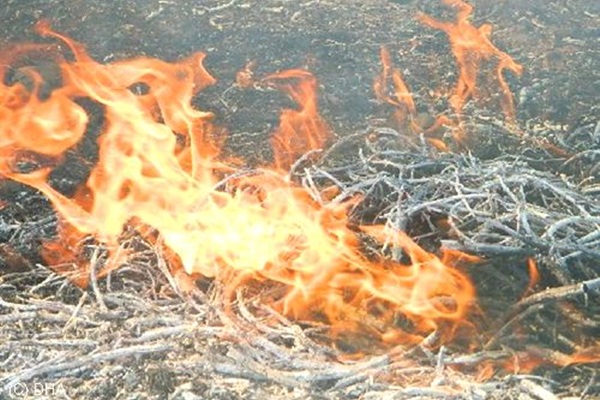 Tarım arazilerini ateşe verdiler