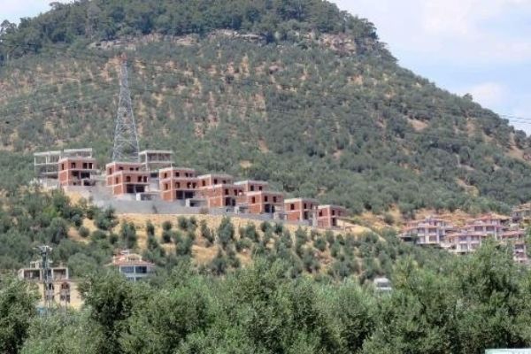 Çanakkale'de zeytinlikler yazlık tehdidi altında