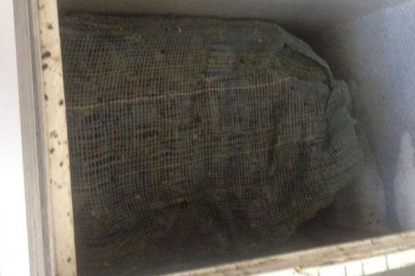 Marmaris'te 560 kilo bozulmuş midye ele geçirildi