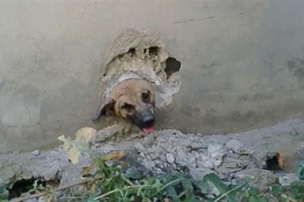 Boynu boruya sıkışan köpek böyle kurtarıldı