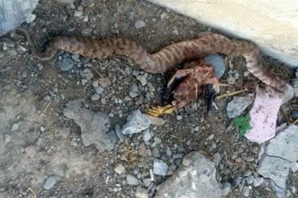 Öldürülen yılanın karnından bakın ne çıktı