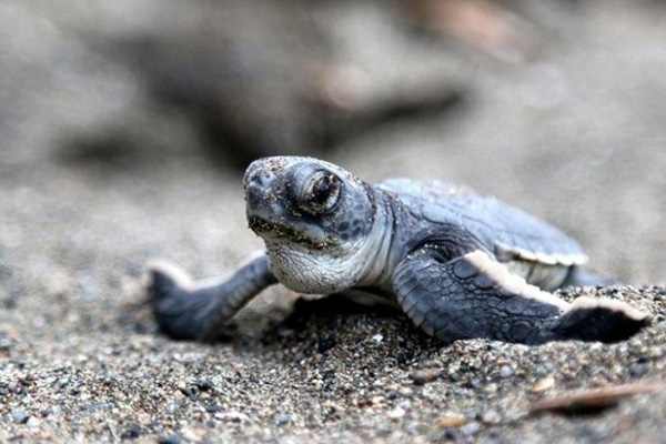 Madagaskar'da kaplumbağa kaçakçılığı