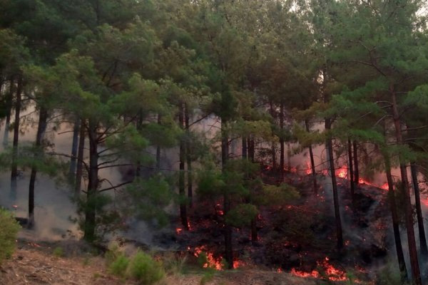 Alanya'da orman yangını!