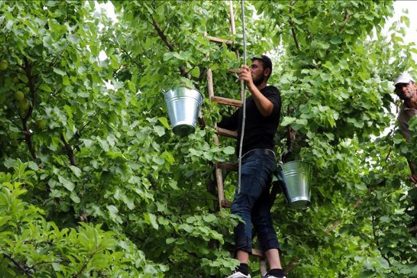 Doğu'nun Çukurova'sında 'sarı elmas' hasadı