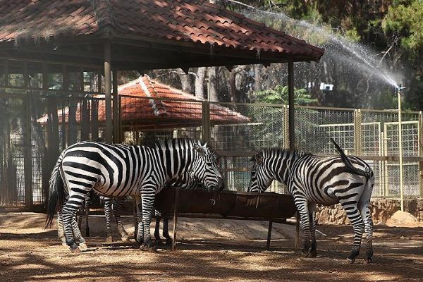 Hayvanlara 'aşırı sıcak' önlemi