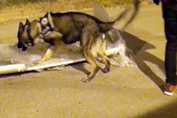 İtiraf ettiler: Patlayıcıları saklamak için bakın ne yapmışlar!