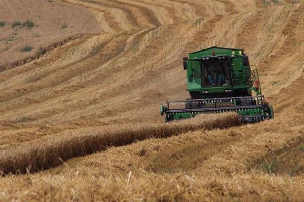 Saman balyası taşıyan sezonluk işçiler hasata buruk başladı