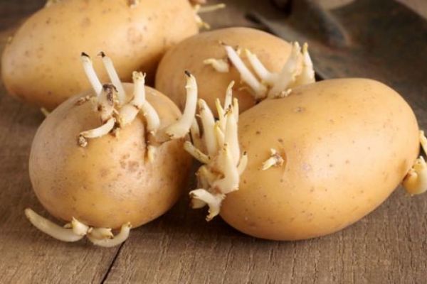 Mutfakta beklerken filizlenen patatesler yenir mi?