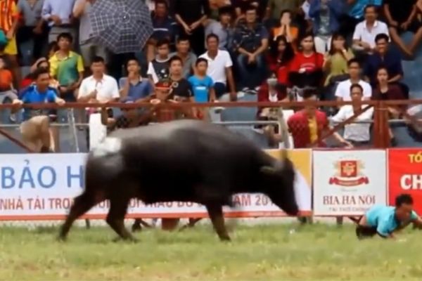 Öfkeli boğa sahibini öldürdü