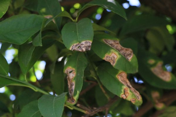 Sıcak hava narenciyeyi dalından kopardı