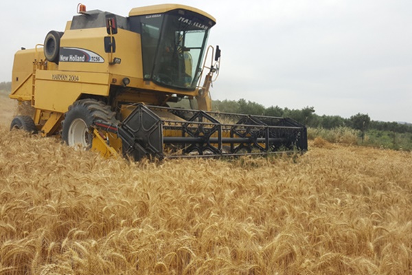 Bafra Ovası’nda buğday hasadı başladı