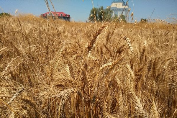 Buğday hasadı başladı