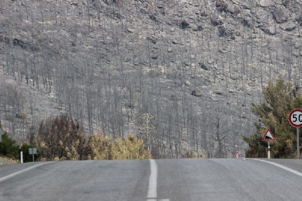 Alevler ormanı bu hale getirdi