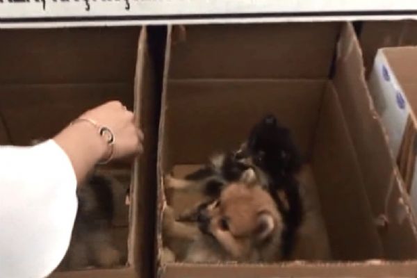 Otobüse gizlenmiş halde bulundular