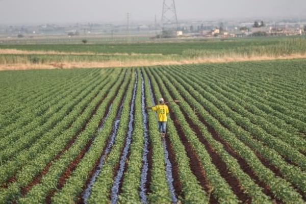 Kavurucu sıcaklar pamuk üretimine yarıyor