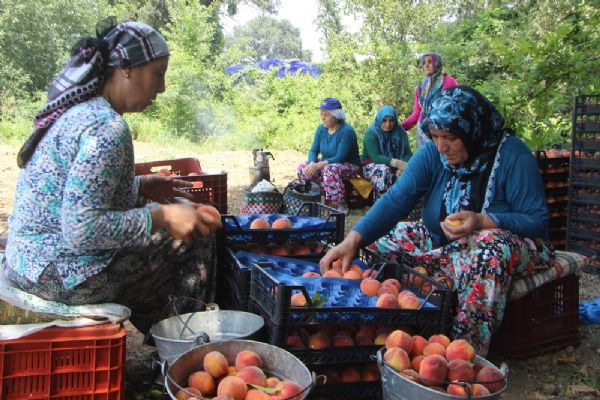 Şeftalinin tadı kaçtı