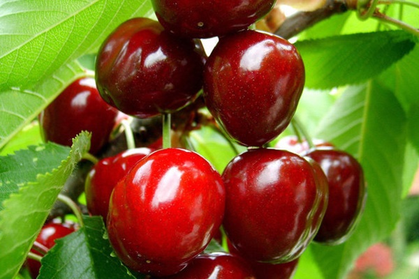 Türk kirazını en çok onlar tüketiyor