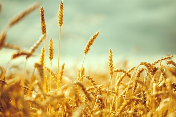 Hububatçıların hedefi Afrika