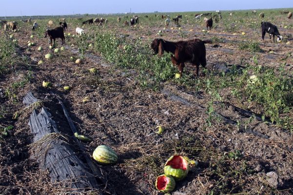 Tarlada kalan karpuz keçilere yem oldu