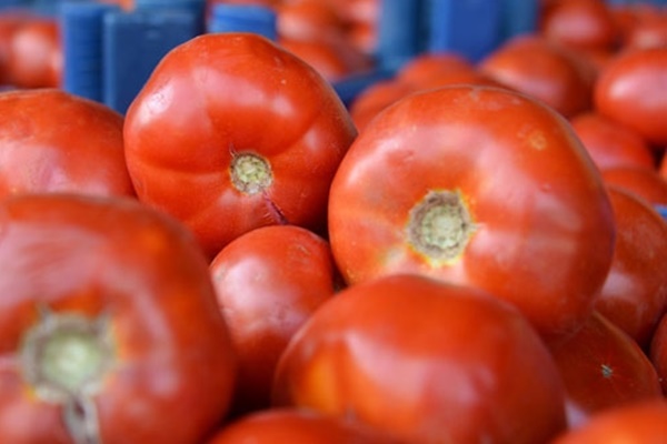 Adana'da domates şoku! Kilosu 30 kuruşa düştü!