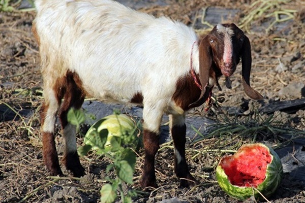 Karpuzlar keçilere kaldı