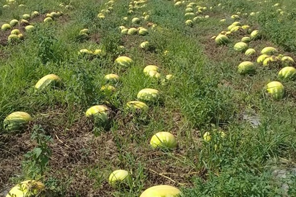 Sıcak hava karpuzu vurdu!