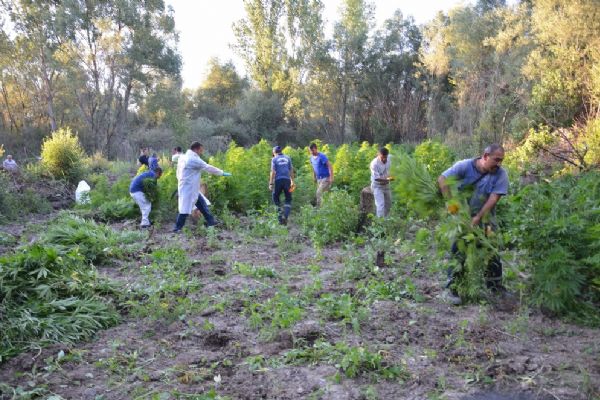 7,5 milyon TL'lik Hint keneviri ele geçirildi