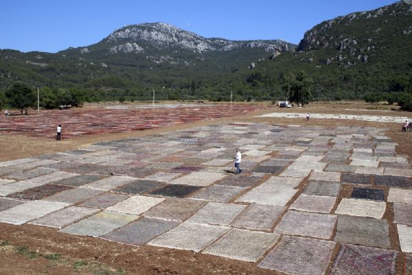 Antalya'da milyonluk halı ve kilim tarlası