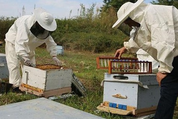 Arıcılar çiçek balında ilk hasadı yaptı