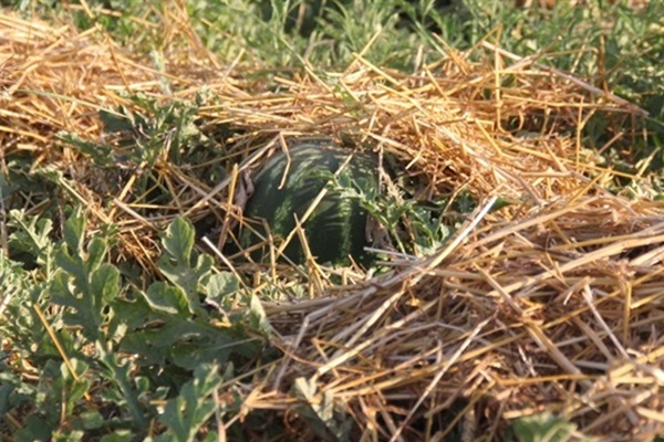 Karpuzu üreten değil satan kazandı