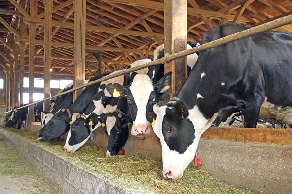 İrlandalı ilaç üreticisi Türk devi ile işbirliği yapıyor