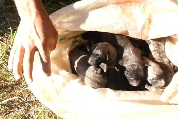 Düştüğü kuyuda 8 yavru doğurdu