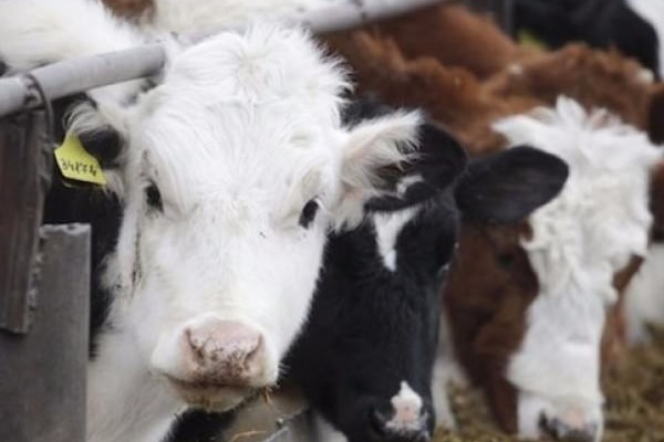 Rus danasına Türk denetimi