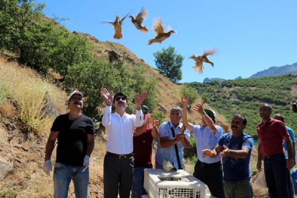 Doğaya bin keklik bırakıldı