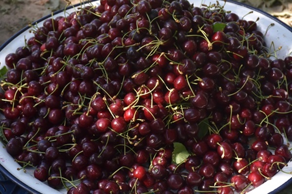 Kirazın fiyatı üreticinin yüzünü güldürdü