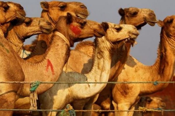 Siyasi kriz en çok onları vurdu! Telef oldular