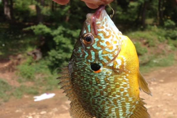 Bursa'da gölette yakalanan balık şaşırttı